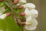 Black locust